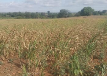 इंदापूर तालुक्यात दुष्काळी स्थितीमुळे 2 हजार 132 हेक्टर क्षेत्रावर यावर्षी कमी पेरणी