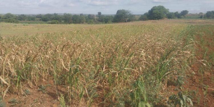 इंदापूर तालुक्यात दुष्काळी स्थितीमुळे 2 हजार 132 हेक्टर क्षेत्रावर यावर्षी कमी पेरणी