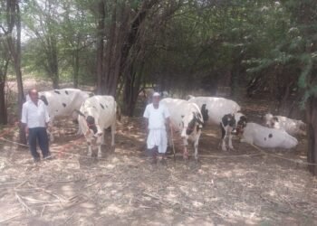 निरगुडे येथील शेतकऱ्याने 1800 किलोमीटरचा प्रवास करून हरियाणातून आणल्या जास्त दूध देणाऱ्या  गायी
