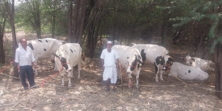 निरगुडे येथील शेतकऱ्याने 1800 किलोमीटरचा प्रवास करून हरियाणातून आणल्या जास्त दूध देणाऱ्या  गायी