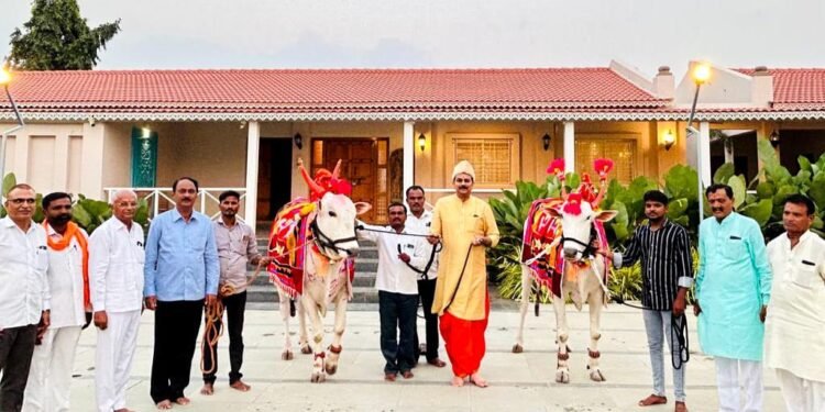 माजी मंत्री हर्षवर्धन पाटील यांचेकडे परंपरेनुसार खिलार बैलजोडीचे व गाईचे पूजन करून बैलपोळा सण बावडा येथे उत्साहात साजरा