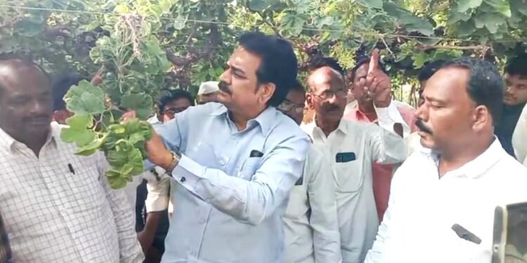 माजी मंत्री हर्षवर्धन पाटील यांचे कडून बोरी येथील नुकसानग्रस्त द्राक्ष बागांची पाहणी