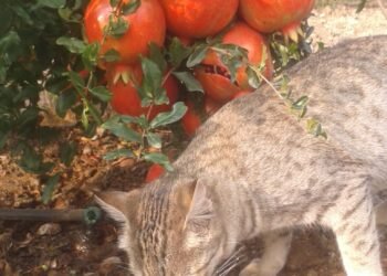 *गोष्ट जुनी – उजाळा नवा-डाळिंबाच्या बागेचा अनभिषिक्त सम्राट*