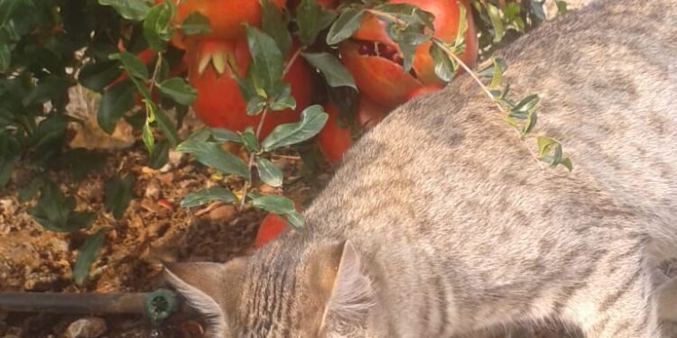 *गोष्ट जुनी – उजाळा नवा-डाळिंबाच्या बागेचा अनभिषिक्त सम्राट*